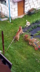 Escaped Pet Puma Attacks Family Dog