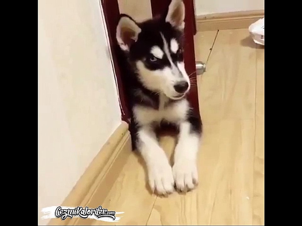 Köpeğinizin Sesini Nasıl Kısarsınız?