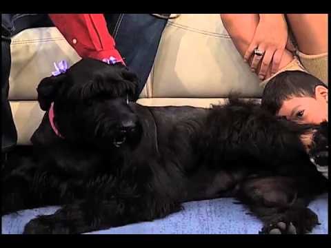 Viernes de mascotas: La convivencia entre Bebés y mascotas