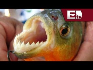 Ataque de peces carnívoros/ Pascal Beltran del Río