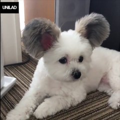 Just look at those ears 