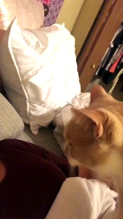 "So my cat REALLY doesn't like face masks..." 