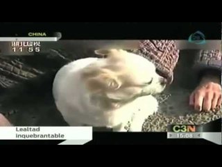 En China un perro cuida de su dueño que se había desmayado en plena calle
