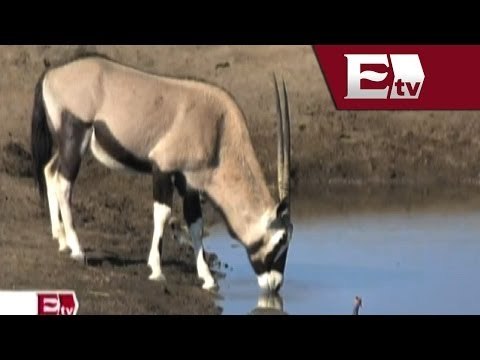 Nace por primera vez un Orix Gemsbuck en el Zoológico de Chapultepec/ Titulares de la tarde