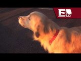 Perro imita sonido de sirena / Excélsior Informa con Andrea Newman