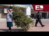 Arranca campaña de reciclaje de árboles de Navidad / Excélsior informa con Mariana H