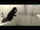 Gatito pecador y vanidoso, le gusta mirar su relejo // Videos chistosos// videos de gatos