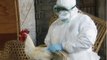 Productor del estado de Aguascalientes informó sobre brote de influenza aviar