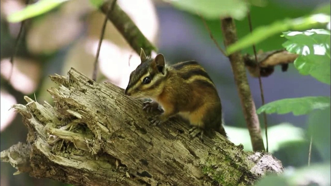 Sonoma chipmunk