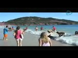 Increíble vídeo. Bañistas ayudan a delfines que quedaron varados en una playa