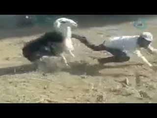 Cabra logra vengarse de su dueño y lo golpea por la espalda