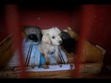 Ya son 10 cachorritos adoptados en Iztapalapa