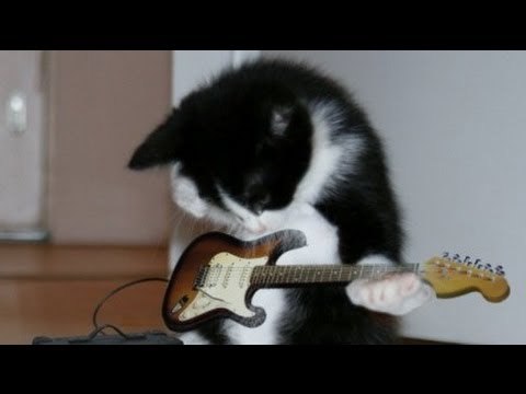 Gato canta rock/ Cat sings rock/ Gato rockero/ Gatos locos / Gatos chistosos