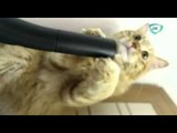 Gatito se deja succionar por aspiradora // Animales chistosos // videos de animales graciosos