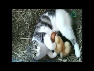 Gatita adopta a patitos huérfanos // videos increíbles // videos sorprendentes