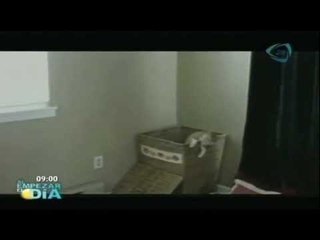 Gatito basquetbolista