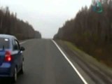 Oso intenta cruzar la carretera y es atropellado (VIDEO)