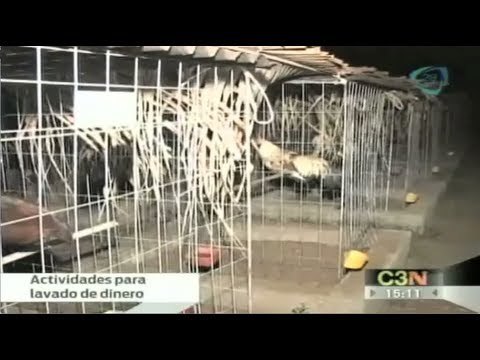 PGR investiga a 'Los Zetas' y cártel de Tijuana por peleas de perros, personas y gallos