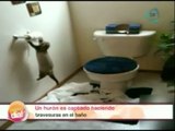 Hurón es captado haciendo travesuras en el baño