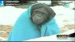 Chimpances se abrigan para soportar el frío