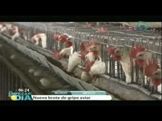 Nuevo brote de gripe aviar en Jalisco