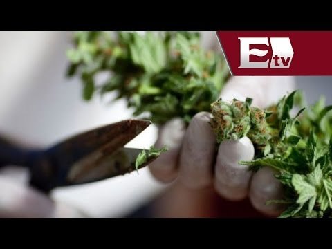 Arquidiócesis de México rechaza legalización de la marihuana / Titulares con Vianey Esquinca