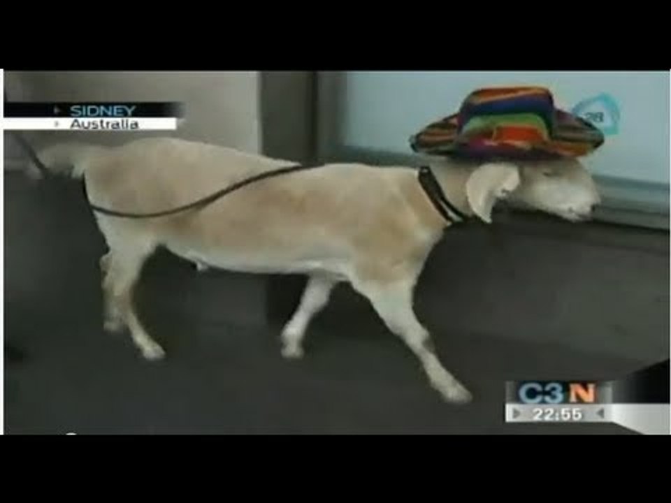 Una cabra va a juicio