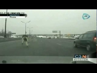 Alce patina sobre carretera