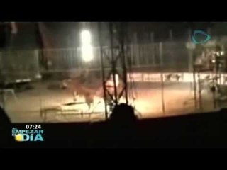 Tigre mata a su domador en un circo