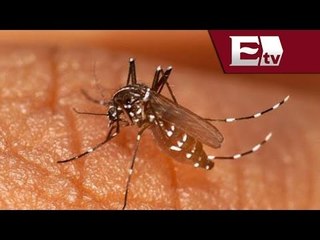 Alerta en Jalisco por Chikungunya  virus asiatico / Paola Virrueta