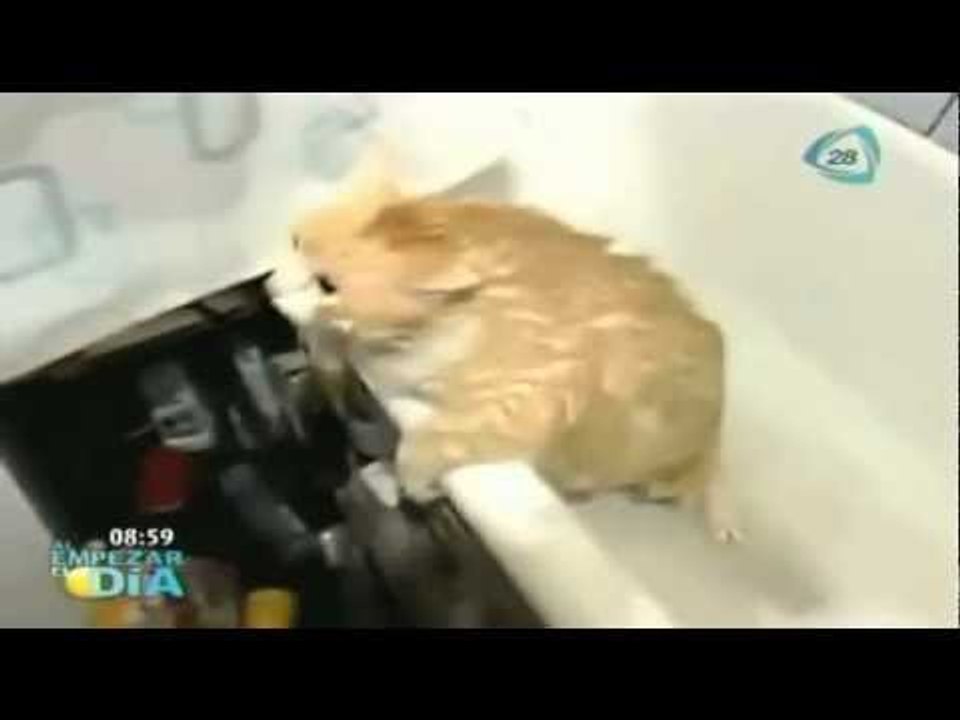 Gato chistoso, no puede salir de la tina de baño