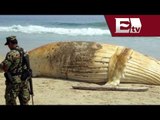 Hallan ballena muerta en Baja California / Andrea Newman