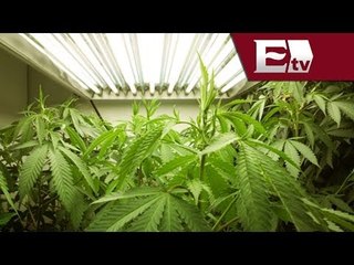 Secretaria de Salud rechaza despenalización de marihuana / Titulares de la noche
