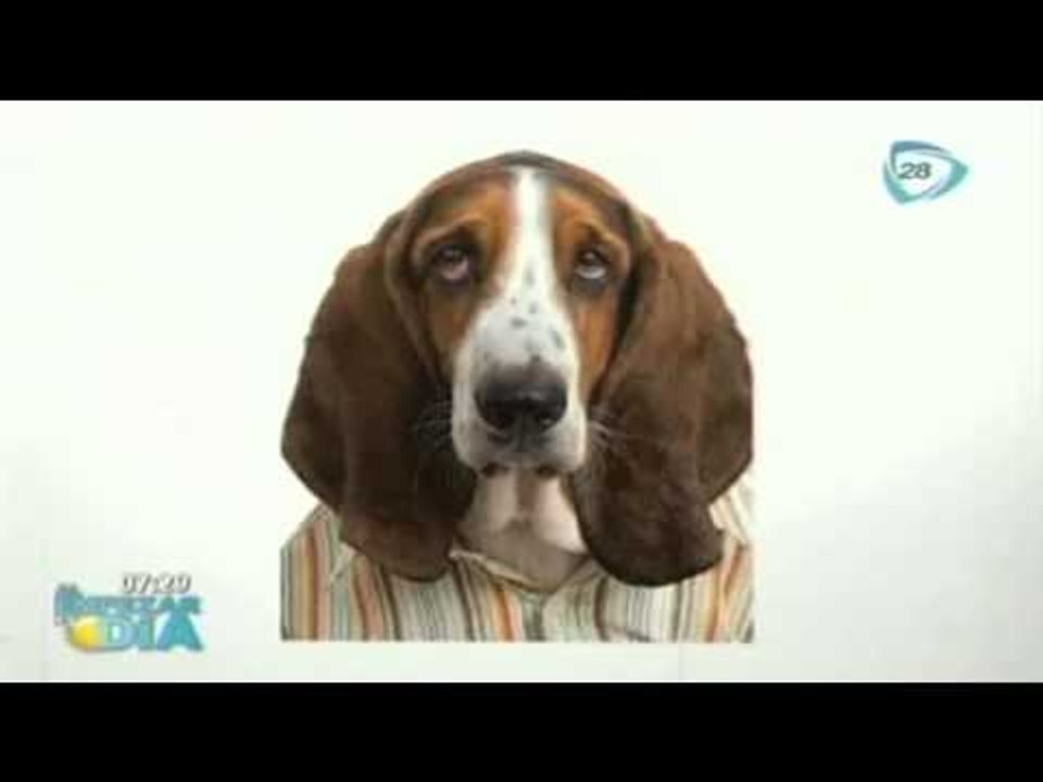 Perros vestidos de humanos