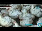 La gripe aviar se extiende por Guanajuato; confirman casos en 7 granjas. Cadenatres Noticias