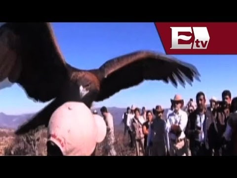 Liberan a águila real, en peligro de extinción, en Barranca de Metztitlán/ Titulares de la tarde