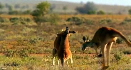 袋鼠拳击(Boxing kangaroo)