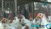 Detectan influenza aviar en 18 unidades de producción en Guanajuato