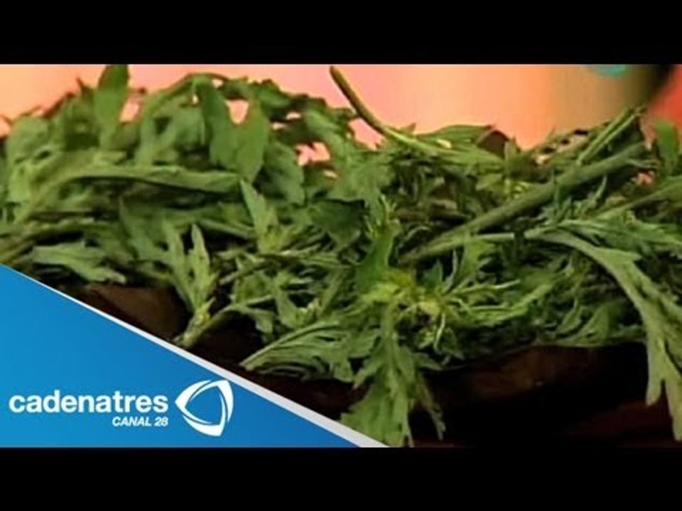 Altamisa y sus propiedades medicinales / Encuen...