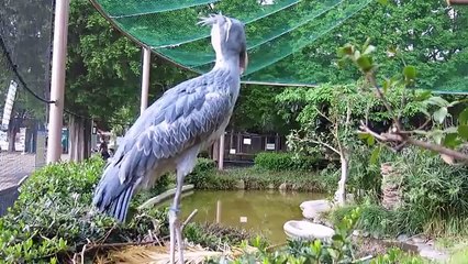 ４度の雷にハシビロコウもびっくり！ - ニコニコ動画