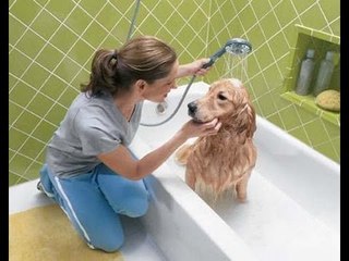 Cómo educar a las mascotas en casa