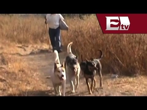 InfoDF solicita peritajes sobre el caso de los perros de Iztapalapa/ Comunidad Yazmin Jalil