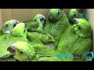 Decomisan 50 animales en peligro de extinción en Azcapotzalco