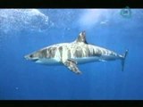 Tiburón blanco en México / Santuario del tiburón blanco en México / Tips de turismo