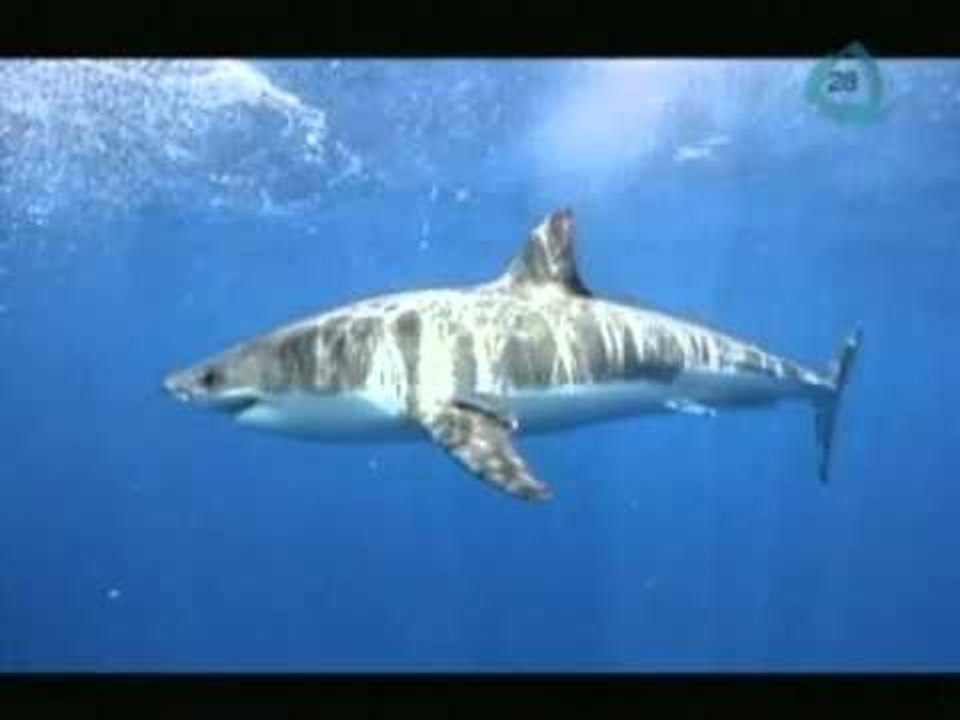 Tiburón blanco en México / Santuario del tiburón blanco en México / Tips de turismo