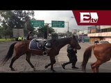 Aparece caballo en Zaragoza; buscan a su dueño / Titulares con Vianey Esquinca