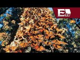 México fomentará turismo ecológico para salvar Mariposa Monarca / Visión Turística