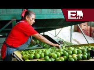 Profeco presentará denuncia por aumento en el precio del limón / Dinero