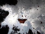 Llegada de mariposa monarca a México