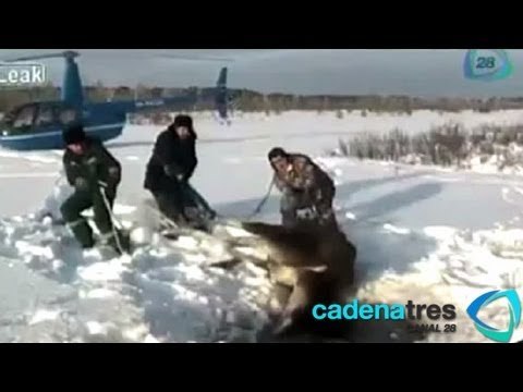 Jóvenes salvan a un alce que cayó a un lago congelado en Rusia